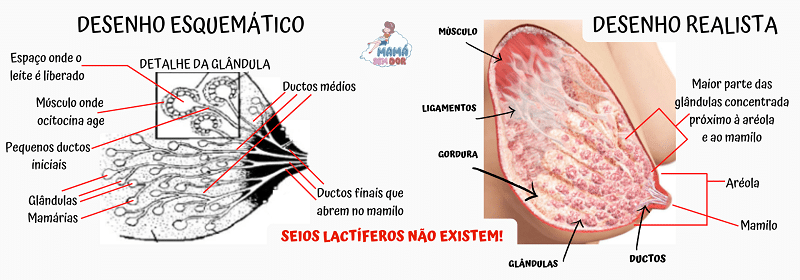 Desenho esquemático da anatomia do seio feminino, atualizada em 2005.