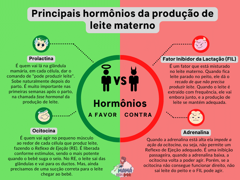 Os principais hormônios que participam da produção de leite materno.